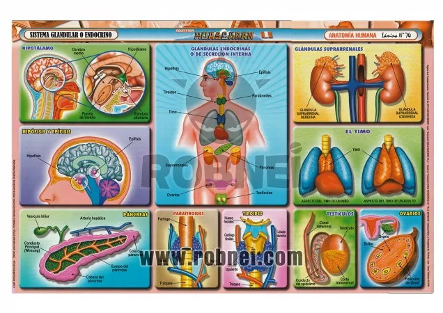 Sistema Endocrino O Glandular